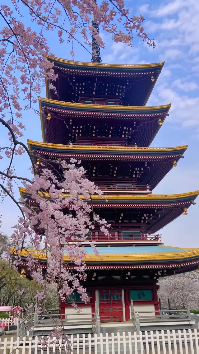 一緒に桜の祭典を楽しみましょう！武漢の東湖桜園があなたを待っています