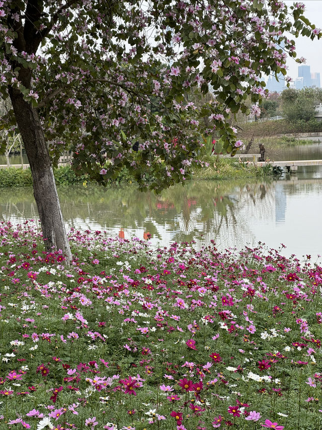 廣州｜看花的季節怎麼少得了海珠濕地公園