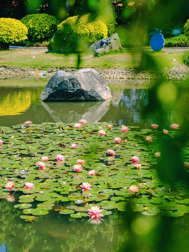 春分，莆田版莫奈花園已經上線