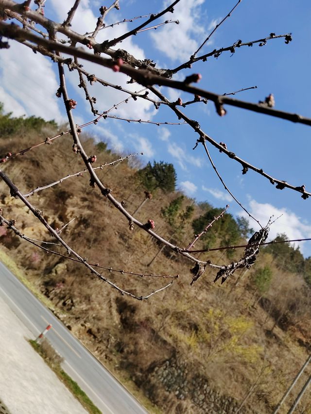 陽春三月，佛坪縣長魚壩鎮驚艷了我的眼