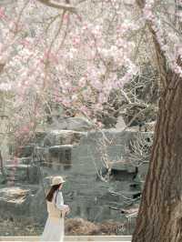 天津賞花｜北寧公園最美桃花林錯過等一年