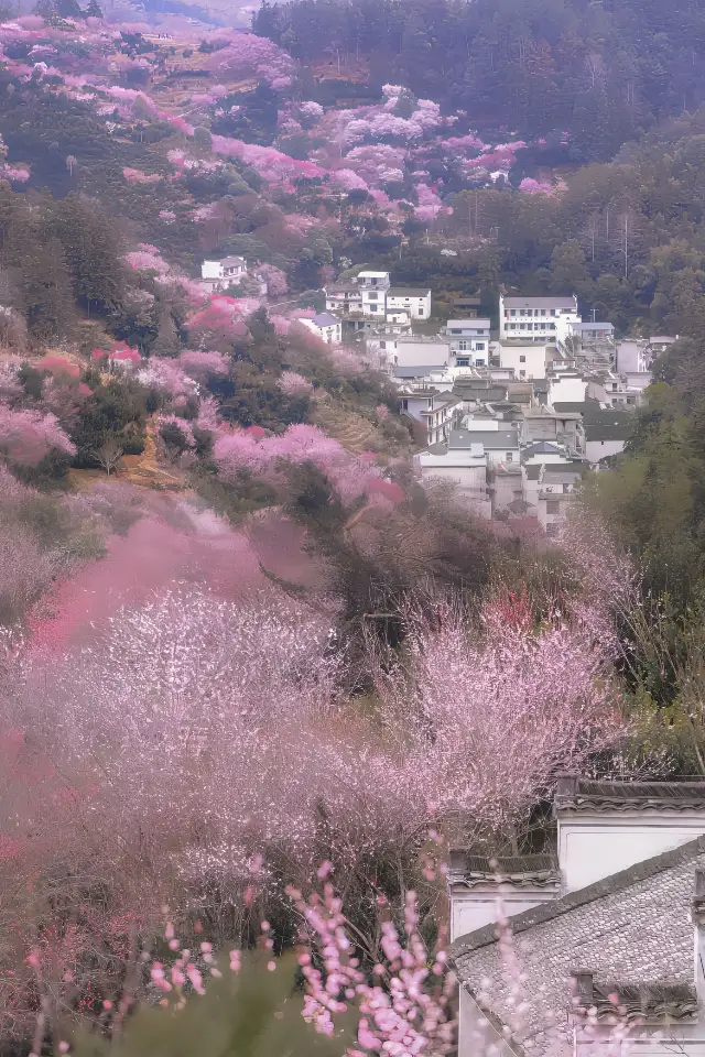 Maihua Fishing Village | A breathtakingly beautiful plum paradise