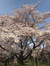 截至4月14日｜東京小金井公園夜櫻秀來啦