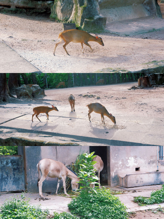 20元1天的廣州動物園這些事情你都得知道