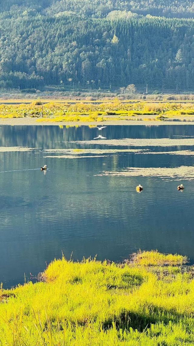 騰沖北海濕地遊玩攻略