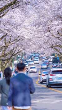 濟州島賞櫻花2-3日遊，跟著賞櫻地圖敞開遊！