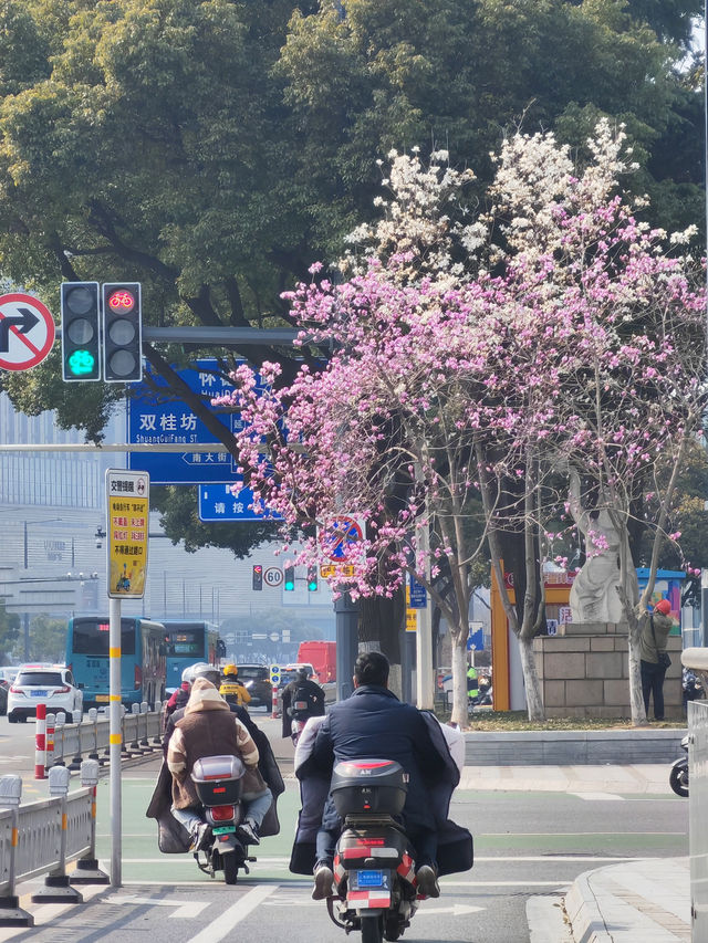 常州玉蘭花地圖三月頂流