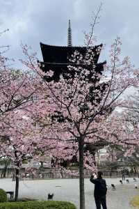 京都東寺也是賞櫻名所之一