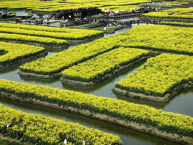 Do not come to see the rapeseed flowers at Qianduo Fields now, it will be devastatingly beautiful