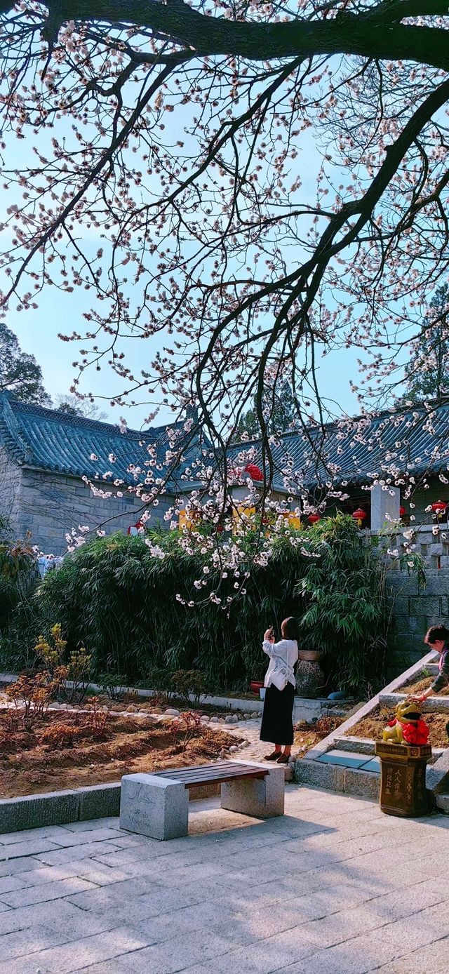 浪漫的春天，就是賞花、登山遊玩的好季節