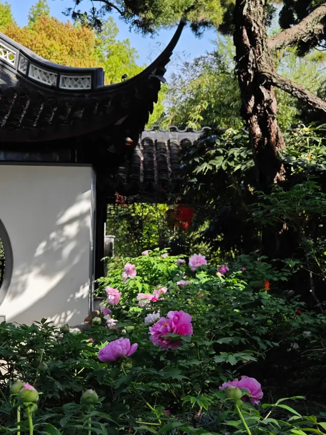 The peonies in Guyi Garden are blooming