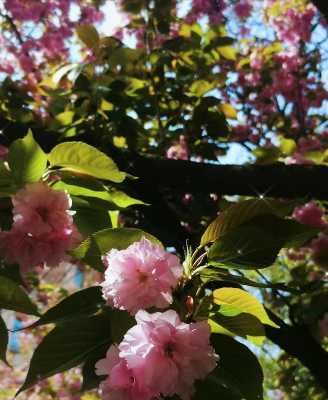 快來，在寶雞這條「櫻花大道」邂逅春日浪漫！