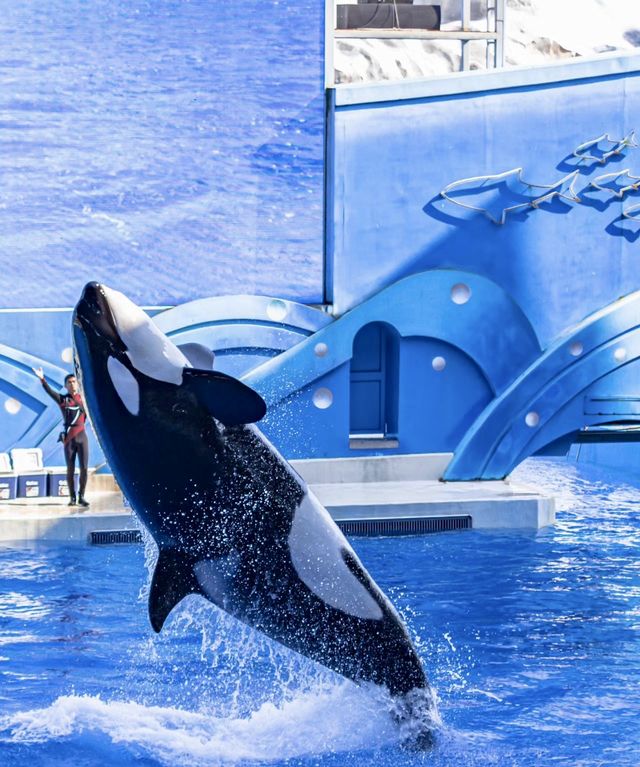 中秋國慶去哪玩?來上海海昌海洋公園看遍全國民族風 中秋國慶去哪玩?來上海海昌海洋公園看遍全國民族風