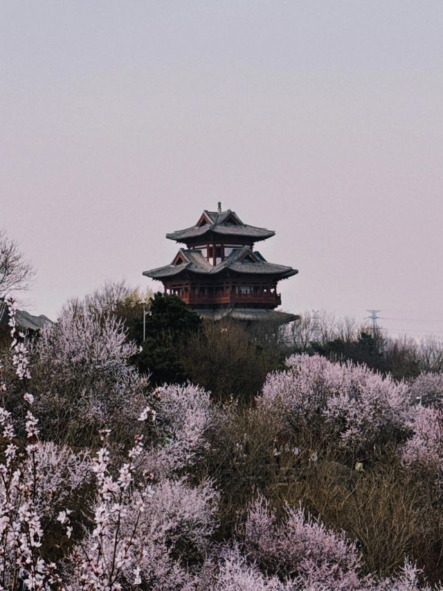 園博園園林博物館一趟開往春天的專列|||