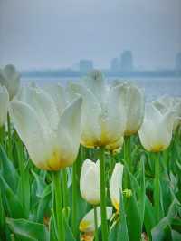 在柯橋｜遇見鬱金香花海