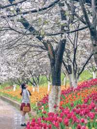 長沙櫻花季已經next level…美得好不真實🌸