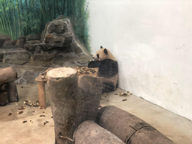 杭州動物園春天怎麼玩？一熊三節目圓圈轉！