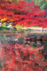 杭州西湖的紅楓‖是來報恩的嗎～