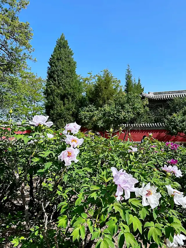 The peony flowers in Shuangta Park are in full bloom, and they are really beautiful!