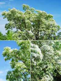 國家植物園南園流蘇盛放，五一賞花好去處