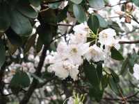 總要去陽明山看一次杜鹃花吧