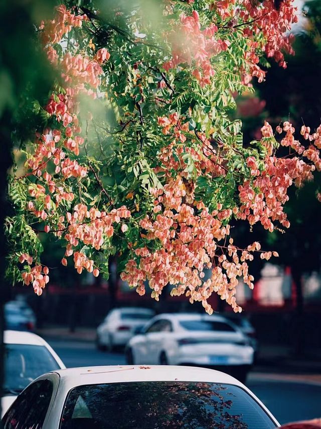 秋日燈籠|欒樹