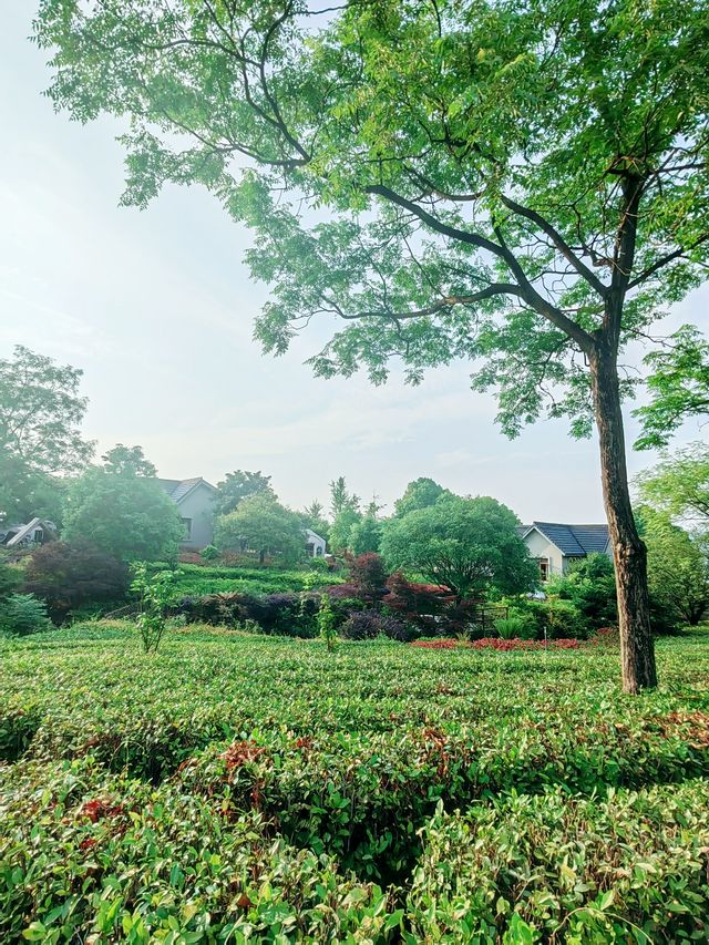 義烏瘋狗露營基地，名字奇特，風景秀麗