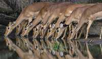 南非  克魯格國家公園  Kruger National Park
