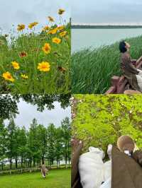 長沙松雅湖偶遇故事裡的小黃花