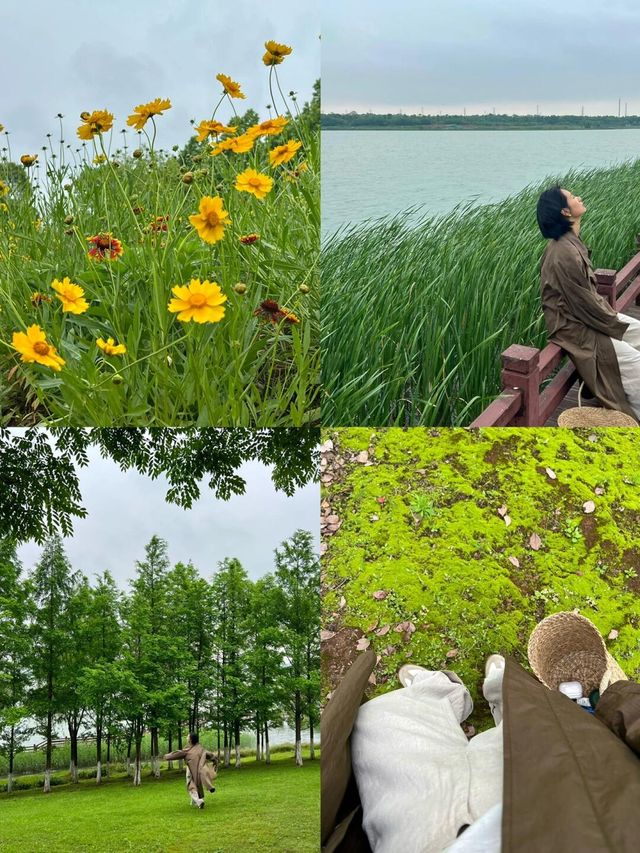 長沙松雅湖偶遇故事裡的小黃花
