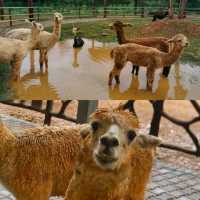 常德野生動物園！湖南人自己的“長隆”
