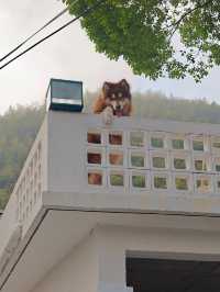 誰懂啊！住到了神仙名宿！！