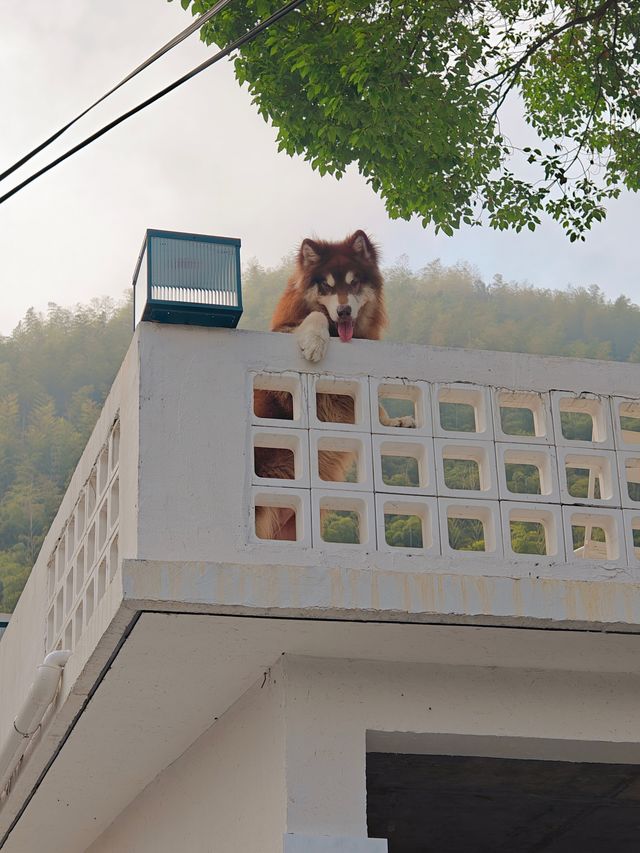 誰懂啊！住到了神仙名宿！！