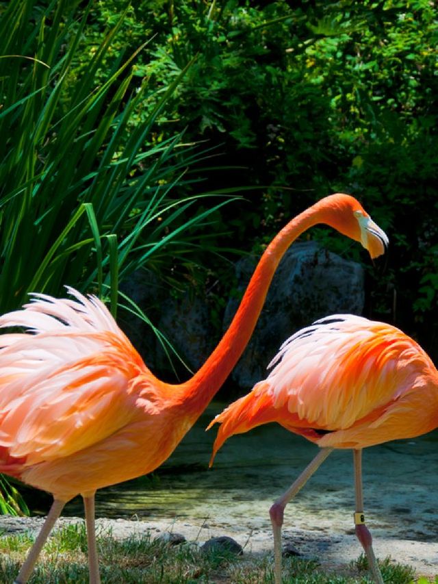 🌟 LA's Top Family-Friendly Attractions Unveiled 🎢🐠🔭🦁