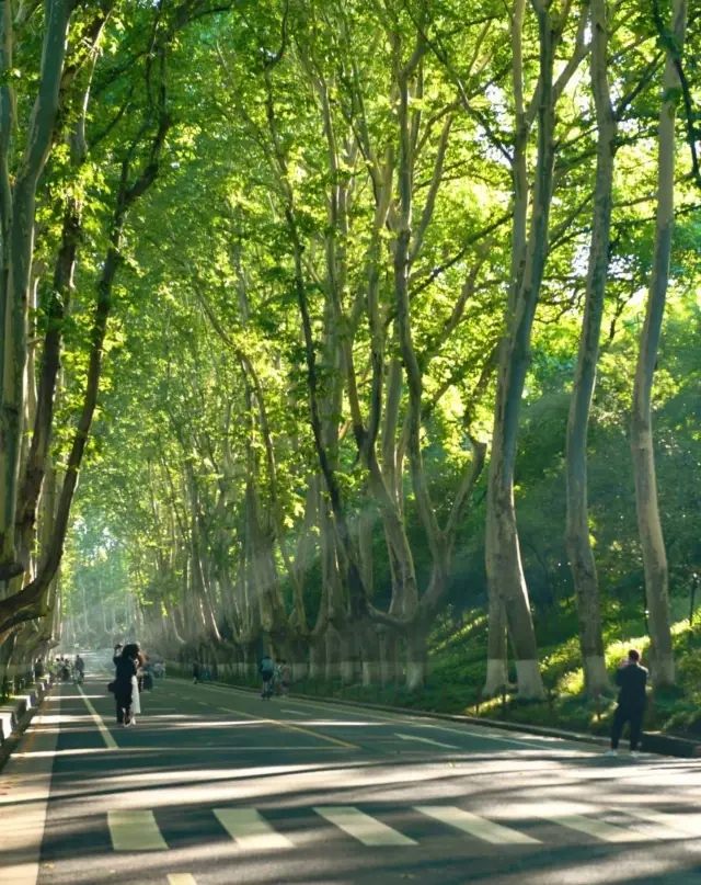 梧桐大道7點前的丁達爾光，遇一次懷念一生