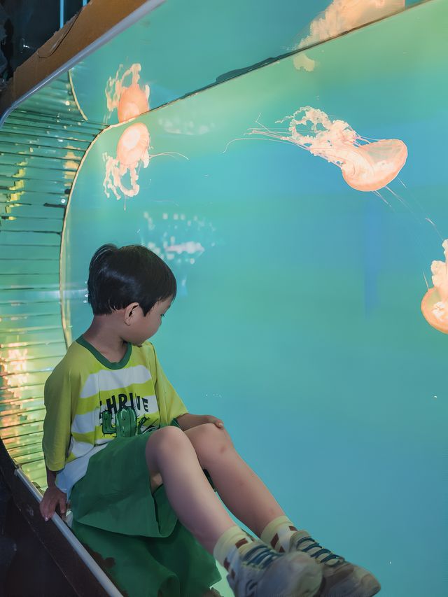 暑假遛娃｜北京海洋館旅行攻略