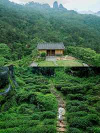 武夷山清涼去處|夏日進山探幽烹茶，漫遊茶谷