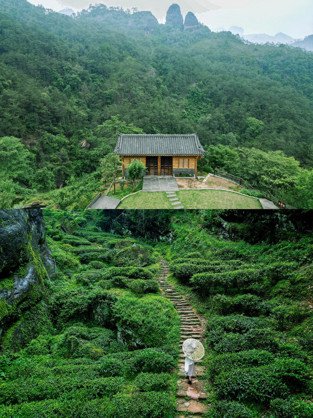 武夷山清涼去處|夏日進山探幽烹茶，漫遊茶谷