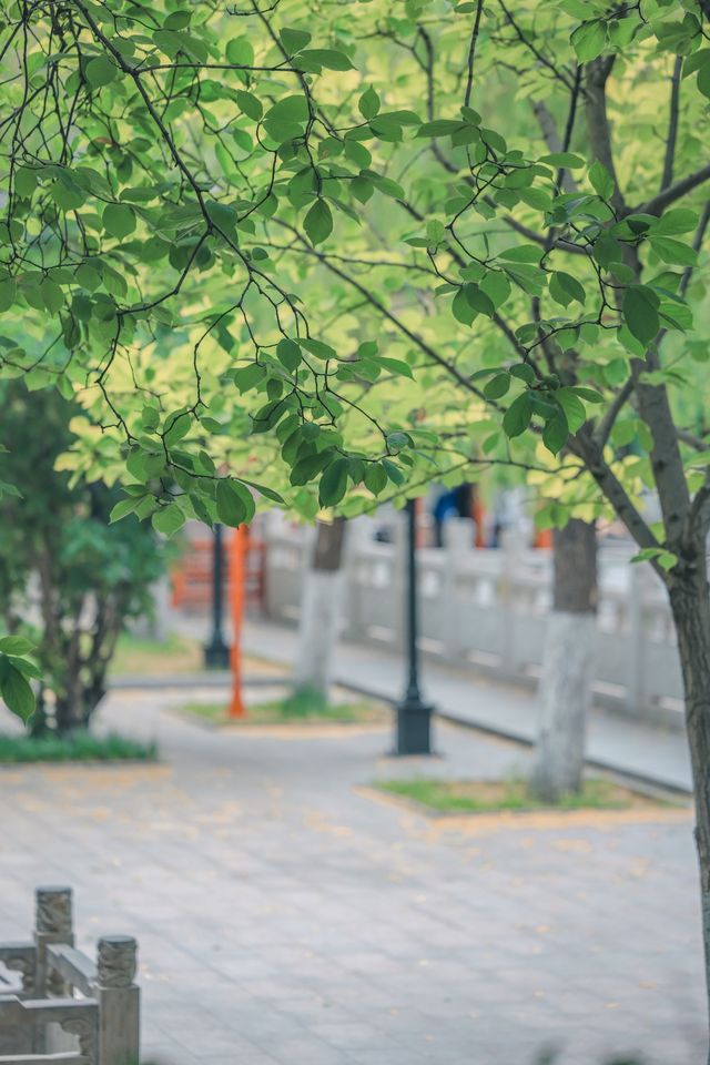 珍珠泉｜玉輪滾滾無時已，珠顆涓涓盡日生