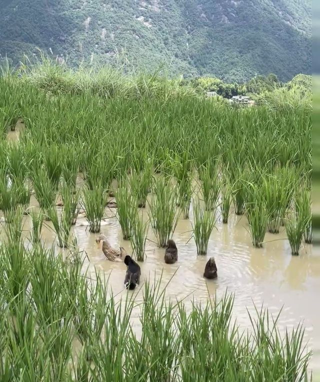 心心念念的麗水雲和梯田