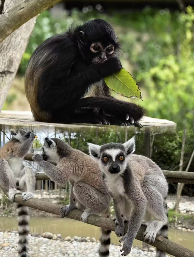 隱藏在羅浮山下，竟然自帶動物園的遛娃聖地