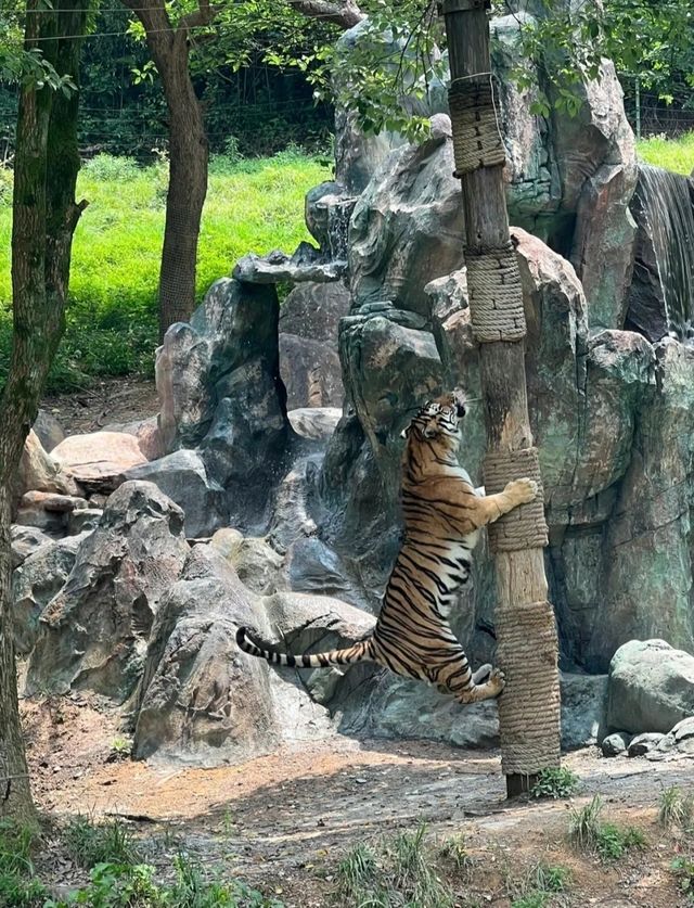 杭州野生動物園親子遊時間安排，建議收藏！