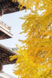 接下來的濮院古鎮可謂是秋色天花板。