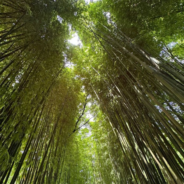 【雲南省/翠湖公園】自然を感じよう！