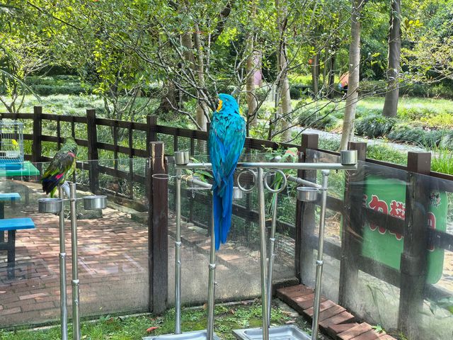 顧村公園櫻花落幕鳥來了