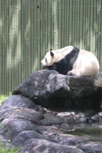 四川成都｜成都動物園，與動物親密接觸。