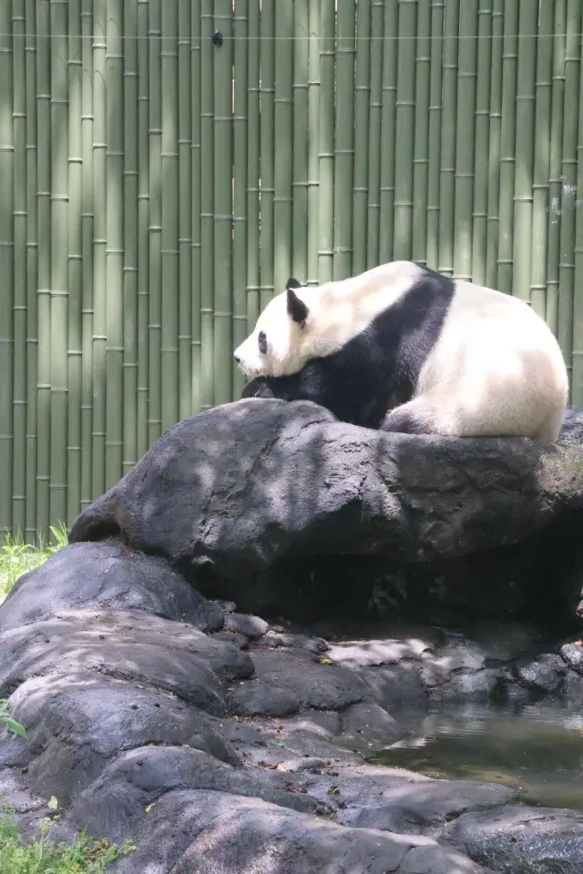 四川成都｜成都動物園，與動物親密接觸。