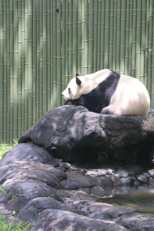 四川成都｜成都動物園，與動物親密接觸。