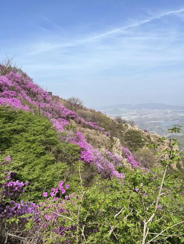 開遠大黑山！！杜鵑花海千萬不要錯過。