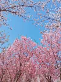 滁州鳳陽櫻花谷。